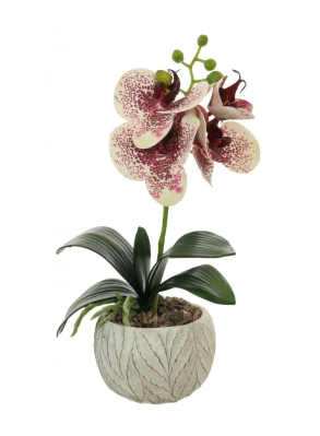 Mini Harlequin Phalaenopsis Orchid