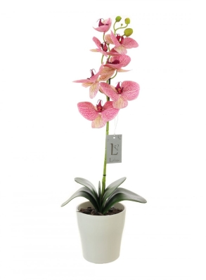 Single Stem 'Purple Vein' Phalaenopsis Orchid Arrangement