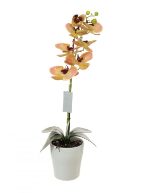 Single Stem 'Tutti Fruity' Phalaenopsis Orchid Arrangement