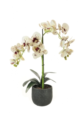 Tall Double 'Burgundy Spotted' Phalaenopsis Orchid Arrangement