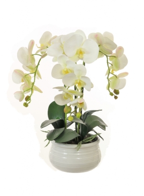 Triple White Phalaenopsis Orchid Arrangement In Lined Bowl