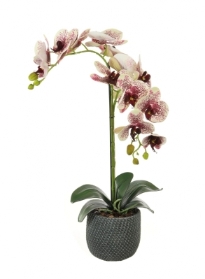 Tall Double 'Harlequin' Phalaenopsis Orchid Arrangement